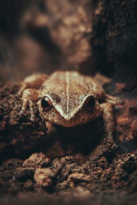 Um morador do Brooklin relatou um distúrbio relacionado ao estresse crônico devido ao ruído produzido pelo animal. (Foto: Pexels)