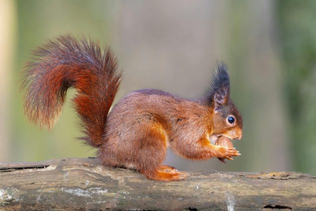 O estudo publicado no periódico científico Animal Behavior, pode ser o primeiro a documentar a personalidade da espécie esquilo terrestre de manto dourado (Callospermophilus lateralis), nativo do oeste dos Estados Unidos, e do Canadá. (Foto: Pexels)