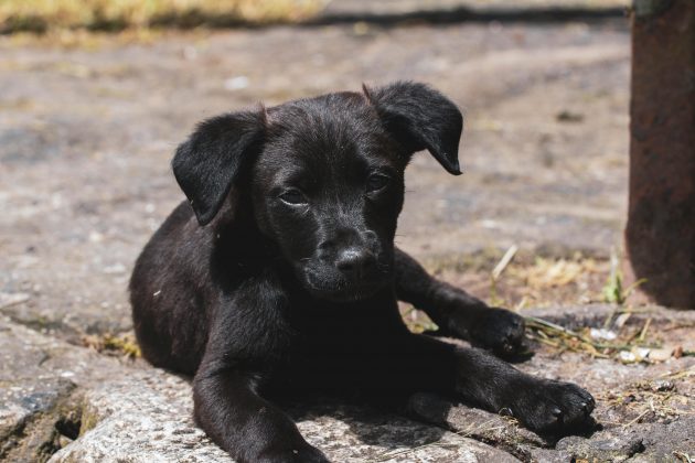 Cachorros que fazem uma refeição por dia possuem menos problemas de saúde. (Foto: Pexels)