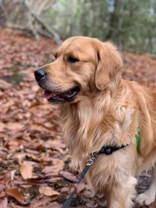 Todavia, apesar desta metáfora, é essencial avaliar a raça do pet antes de adotá-los. (Foto: Pexels)