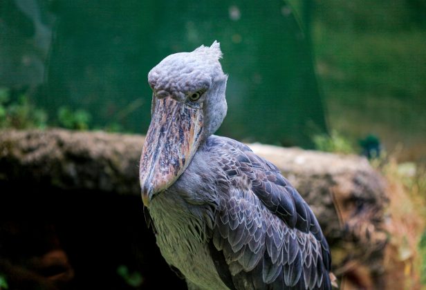 Com um dos maiores bicos entre as aves, ela se alimenta de peixes-gato, enguias, cobras e até filhotes de crocodilos (Foto: Pexels)