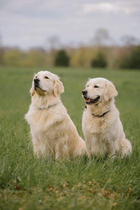 Cachorros podem ser diagnosticados com câncer por motivo inusitado, diz estudo. (Foto: Pexels)