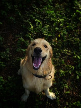 Os cachorros de raças mais mansas e carinhosas são bastante procuradas por aqueles que querem adotar um animal de estimação. (Foto: Pexels)