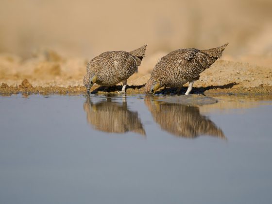 Isso porque, o entanol está presente em praticamente todos os ecossistemas da Terra. (Foto: Pexels)