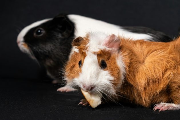 Há uma admiração gigantesca das pessoas sobre o porquinho da Índia. Todavia, mesmo com o nome fofinho, muitos não sabem nada a respeito desse animal.(Foto: Pexels)