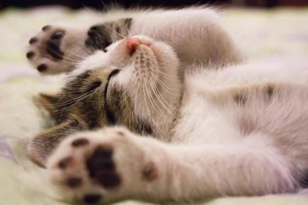 Os felinos domesticados conseguem, de fato, reconhecer o nome de seus donos. (Foto: Pexels)