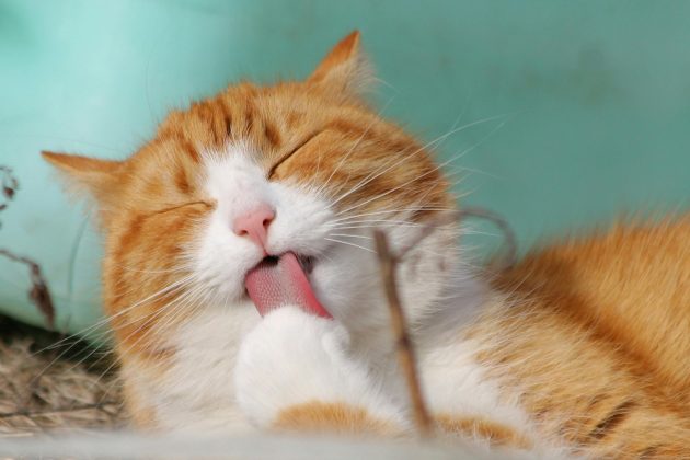 Um estudo científico descobriu um fato que, vez ou outra, costuma despertar dúvidas entre as pessoas que cuidam de gatos. (Foto: Pexels)