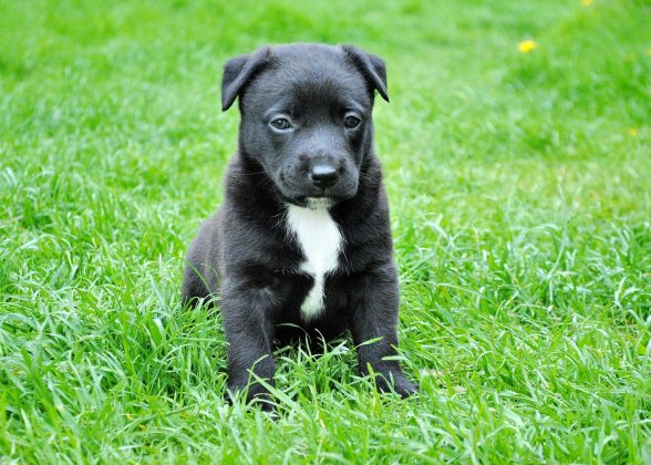 Os cientistas, então, avaliaram a capacidade cognitiva dos animais e como as rotinas de alimentação afetaram a saúde canina por meio das respostas enviadas pelos tutores. (Foto: Pexels)