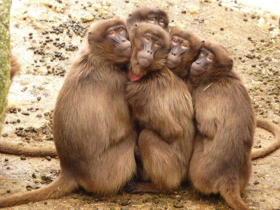 Gene descoberto explica possibilidade de longevidade na vida dos animais. (Foto: Pexels)