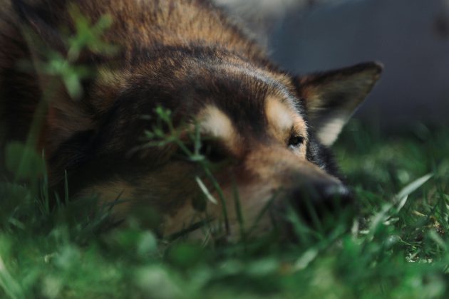 Para o entendimento deste câncer, os pesquisadores revisaram um banco de dados de cachorros e descobriram que 84% dos tumores faciais estavam em machos.(Foto: Pexels)