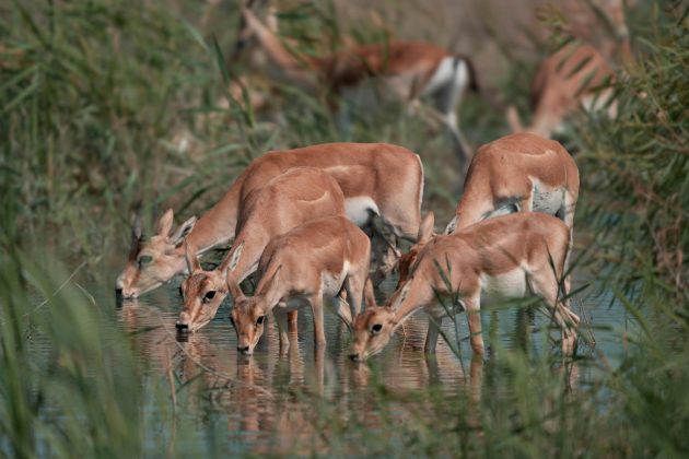 Todas essas substâncias podem fermentar, produzindo concentrações baixas de 1% a 2% de etanol. (Foto: Pexels)