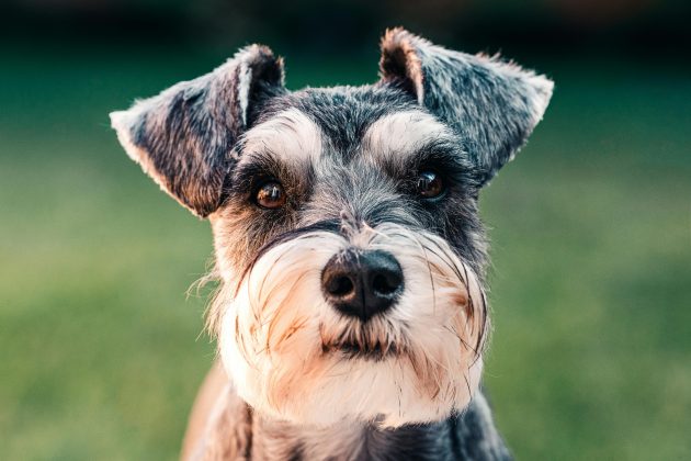 Cachorros inteligentes possuem cérebros menores, revela estudo (Foto: Pexels)