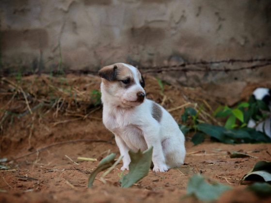 Os cachorros mais inteligentes possuem cérebros menores. (Foto: Pexels)