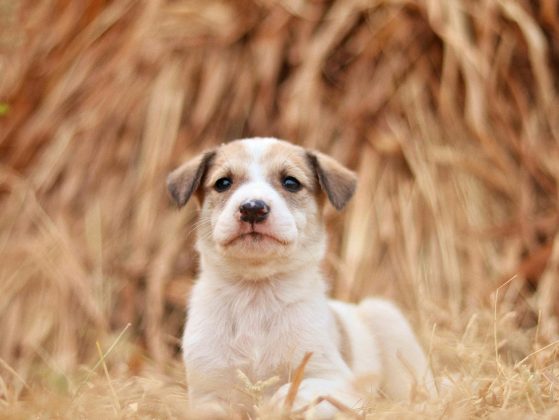 A pesquisa feita por ma bióloga francesa e publicada no periódico Biology Letters, mostrou que cães de trabalho possuem habilidades mais complexas do que outras raças. Todavia, esses animais proletários têm o cérebro mais compacto do que os outros cachorros. (Foto: Pexels)