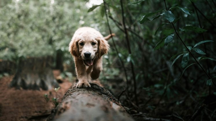 Um em cada 12 pets foi alimentado apenas uma vez por dia, segundo o estudo, de forma parecida com o jejum, dieta que costuma ser adotada por seres huamanos. (Foto: Pexels)