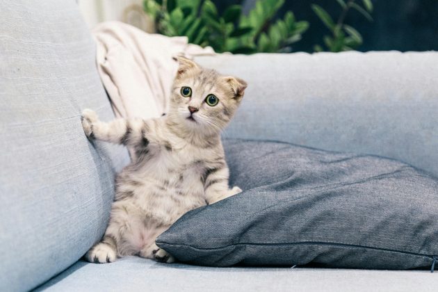 Como os gatos conseguem voltar pra casa normalmente? Pesquisa explica. (Foto: Pexels)