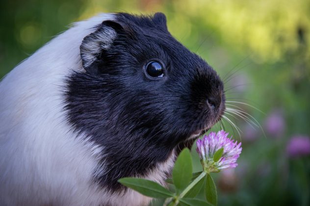 Você sabia? Porquinho da Índia não é um porco, e nem é da Índia (Foto: Pexels)