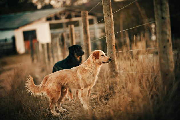 Saiba qual é a raça de cachorro mais dócil que existe (Foto: Pexels)