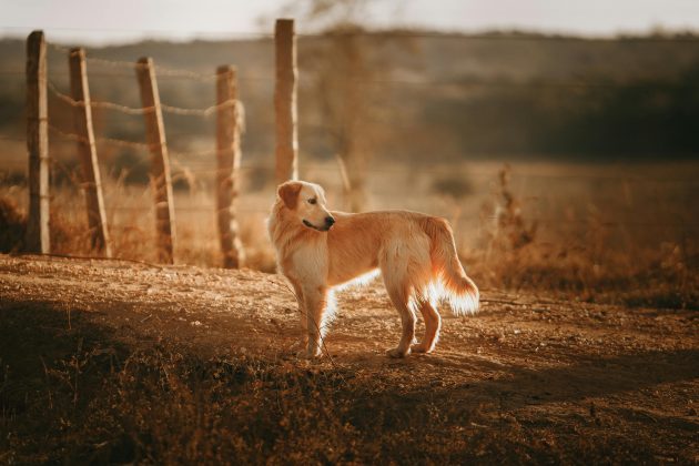 A raça se dá bem com todos e gosta de ficar junto à família, mas ainda que seja calmo, esse cachorro também costuma ser bem agitado, e gosta de lazeres. (Foto: Pexels)