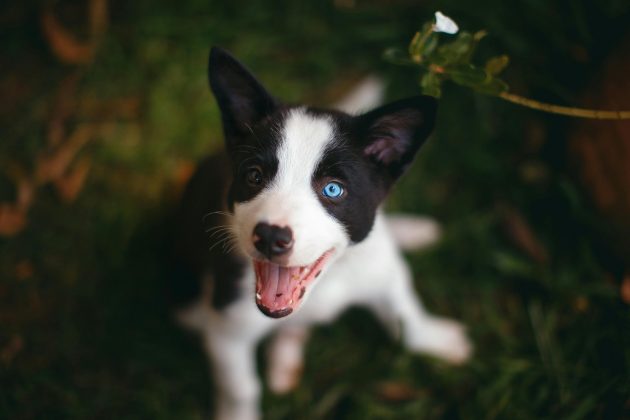 Os cachorros que comiam apenas uma vez diariamente tiveram 0,63 ponto a menos no teste de problema cognitivo em comparação aos que eram alimentados com mais frequência, indicando desempenho mental superior. (Foto: Pexels)