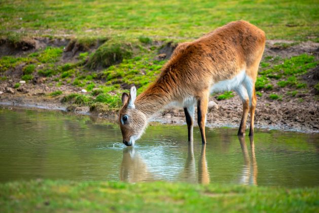 Vários animais parecem ter uma tolerância ao álcool impressionante, como os escandentes, pequenos mamíferos do sudeste asiático parecidos com esquilos. (Foto: Pexels)