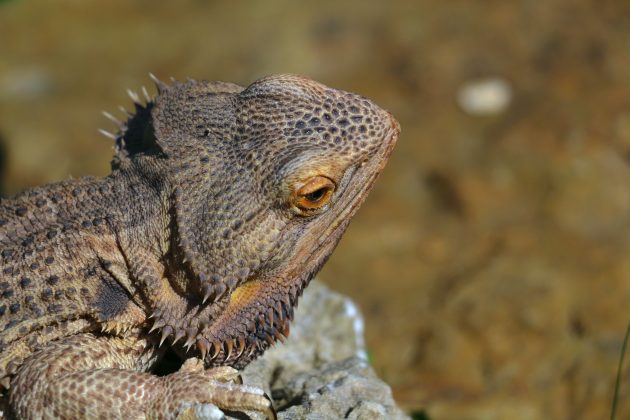 Em 2023, outra equipe de pesquisadores publicou um artigo sugerindo que o fóssil não era um lagarto, mas um arcossauromorfo (Foto: Unsplash)