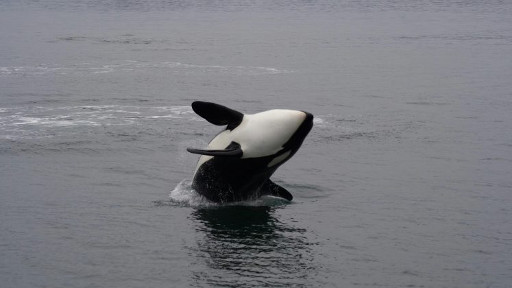 Grupo de orcas exibe "chapéus" feitos de peixes, revivendo prática registrada há quase quatro décadas (Foto: Unsplash)