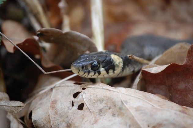 A serpente saiu de dentro do vaso sanitário, causando uma dor intensa (Imagem: pixabay)