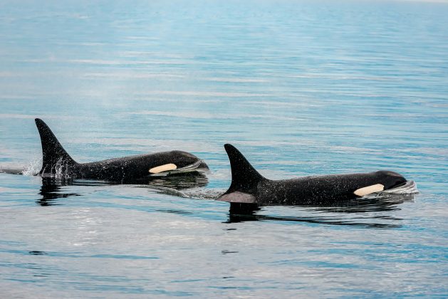 Além desse hábito peculiar, as orcas são conhecidas por ações surpreendentes, como a habilidade de caçar tubarões e extrair seus fígados com precisão (Foto: Unsplash)