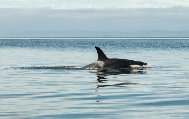 Essa ideia ganha força diante de outros comportamentos alimentares incomuns já observados em orcas, como esconder pedaços de comida sob as barbatanas (Foto: Unsplash)