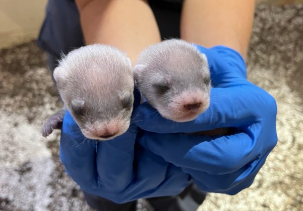 Antonia, uma fêmea de furão-de-patas-pretas clonada, deu à luz a dois filhotes saudáveis (Foto: Smithsonian’s National Zoo and Conservation Biology Institute, Public Domain)