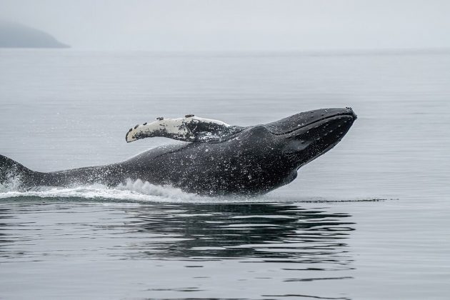 Uma baleia-jubarte nadou 13 mil km, cruzando três oceanos em busca de acasalamento (Foto: Giles Laurent, CC BY-SA 4.0, via Wikimedia Commons)