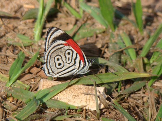 Também conhecida como Diaethria clymena, essa borboleta é encontrada nas regiões de Mata Atlântica e Cerrado do Brasil (Foto: Edmarjr, via Wikimedia Commons)