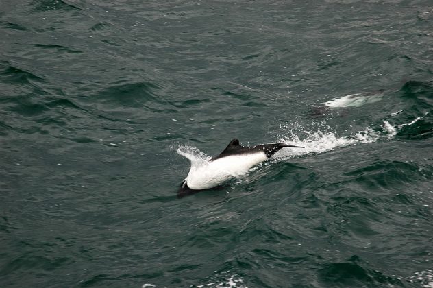 O golfinho panda é um dos menores do mundo, medindo até 1,8 metros (Foto: Mirko Thiessen, CC BY-SA 2.5, via Wikimedia Commons)