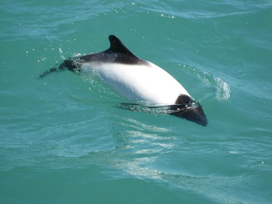 Conheça o curioso "golfinho panda" e seu hábito peculiar de nadar de cabeça para baixo (Foto: Jan Kneschke, CC BY 2.0, via Wikimedia Commons)