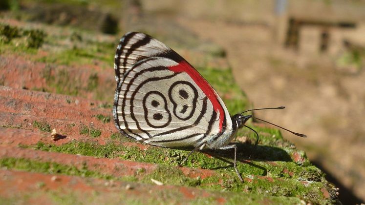 Parece desenho, mas é real! Conheça a peculiar "borboleta 88" (Foto: Fernanda Hisi, via Wikimedia Commons)