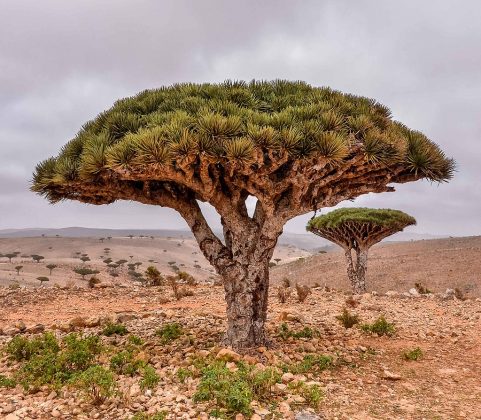 Nativa do arquipélago de Socotra, no Iémen, ela impressiona pela copa em forma de guarda-chuva e pela seiva vermelha (Foto: Rod Waddington from Kergunyah, Australia, CC BY-SA 2.0, via Wikimedia Commons)