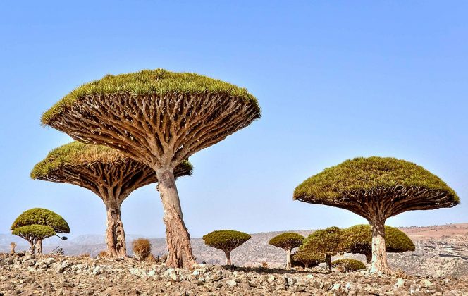 A Dracaena cinnabari, conhecida como Árvore Sangue de Dragão, é uma das árvores mais fascinantes do mundo (Foto: Rod Waddington from Kergunyah, Australia, CC BY-SA 2.0, via Wikimedia Commons)