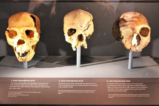 A análise da caixa torácica de neandertais é crucial para entender sua fisiologia, adaptação ao clima e dieta (Foto: Emőke Dénes, CC BY-SA 4.0, via Wikimedia Commons)