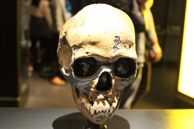 Essa descoberta questiona a ideia de que os neandertais eram exclusivamente adaptados a ambientes gelados (Foto: Emőke Dénes, CC BY-SA 4.0, via Wikimedia Commons)