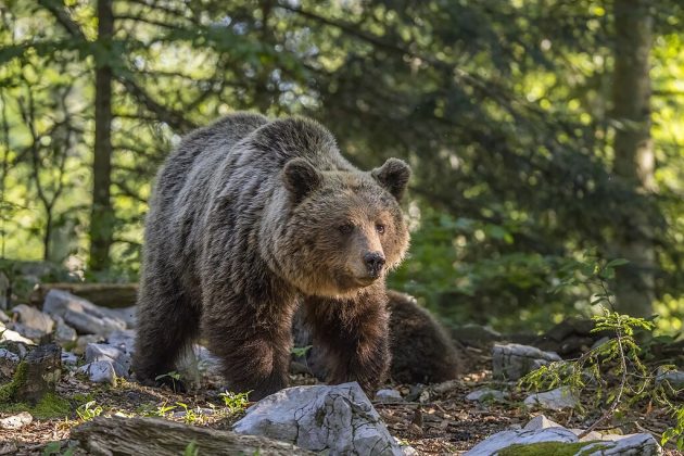 Homem morre esmagado por urso que ele tentava caçar (Foto: Charles J. Sharp, CC BY-SA 4.0, via Wikimedia Commons)