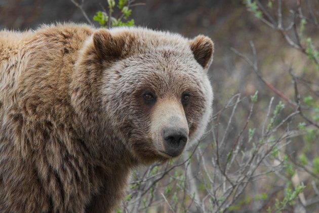 Um caçador experiente morreu após ser esmagado por um urso abatido durante uma caçada em Lunenburg, Virgínia (Foto: Gregory "Slobirdr" Smith, CC BY-SA 2.0, via Wikimedia Commons)