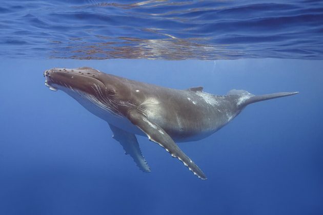 Em busca de acasalamento, baleia-jubarte nada 13 mil km, cruza três oceanos e bate recorde (Foto: Charles J. Sharp, CC BY-SA 4.0, via Wikimedia Commons)