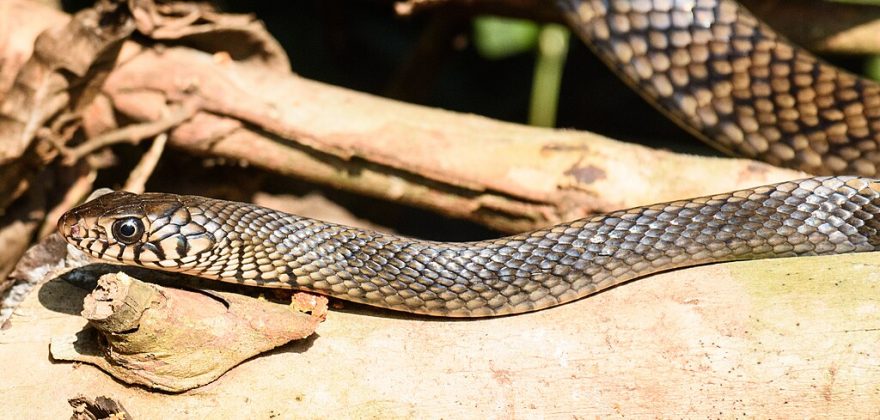 Quando acendeu a luz, ela encontrou a cobra embaixo do assento (Foto: Deepugn, CC BY-SA 4.0, via Wikimedia Commons)