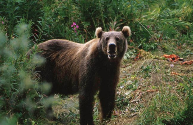 O urso subiu em uma árvore para fugir e foi atingido por um disparo de um dos caçadores (Foto: Hollingworth, John and Karen, U. S. Fish and Wildlife Service, Public domain, via Wikimedia Commons)