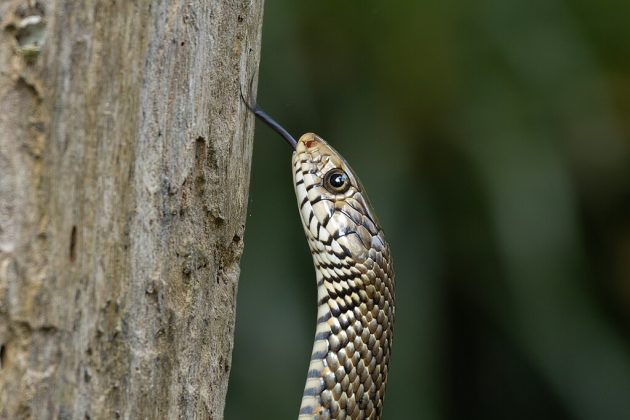 Maria Jaimes, de Cedar Creek, viveu uma experiência assustadora quando uma cobra-rato a picou na perna (Foto: Tisha Mukherjee, CC BY-SA 4.0, via Wikimedia Commons)