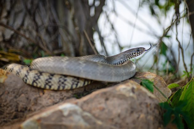 Especialistas indicam que incidentes como este são raros, mas com as 115 espécies de cobras no Texas, é importante selar todos os pontos de entrada em casa para evitar surpresas (Foto: Rushen, CC BY-SA 2.0, via Wikimedia Commons)