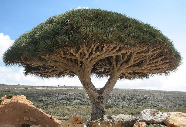 Estima-se que até 2080, 45% do habitat da Dracaena cinnabari pode desaparecer (Foto: Boris Khvostichenko(User:Boriskhv), CC BY-SA 4.0, via Wikimedia Commons)