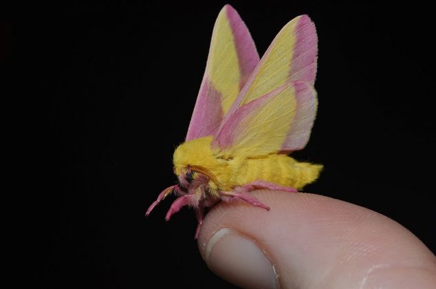 O nome científico da mariposa-rosada-do-bordo é Dryocampa rubicunda (Foto: Andy Reago & Chrissy McClarren, CC BY 2.0, via Wikimedia Commons)