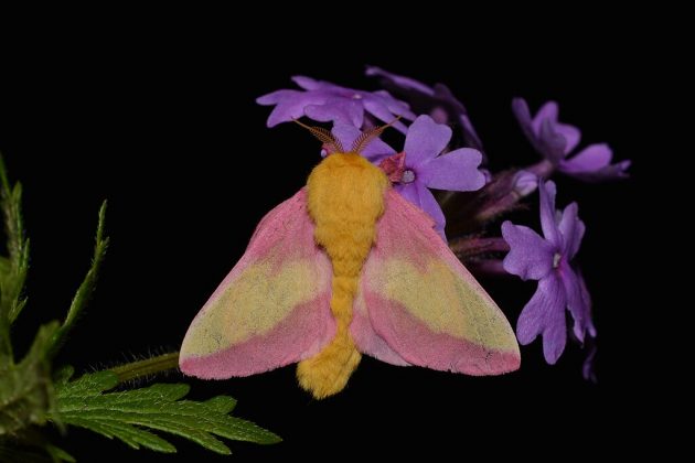 Conheça a mariposa-rosada-do-bordo, uma das mais belas da natureza (Foto: Andy Reago & Chrissy McClarren, CC BY 2.0, via Wikimedia Commons)